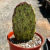 Variegated Opuntia Sunburst Cactus - Rare Live Plant - 6 Inch Pot