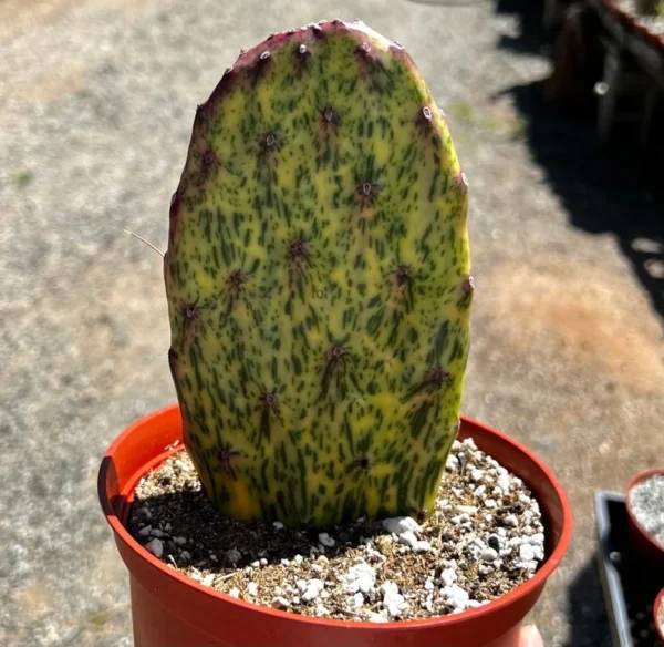 Variegated Opuntia Sunburst Cactus - Rare Live Plant - 6 Inch Pot