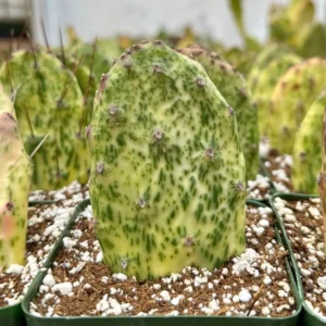 Variegated Opuntia Sunburst Cactus - Rare Live Plant - 6 Inch Pot