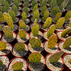 Variegated Opuntia Sunburst Cactus - Rare Live Plant - 6 Inch Pot