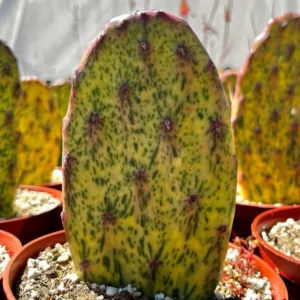 Variegated Opuntia Sunburst Cactus - Rare Live Plant - 6 Inch Pot