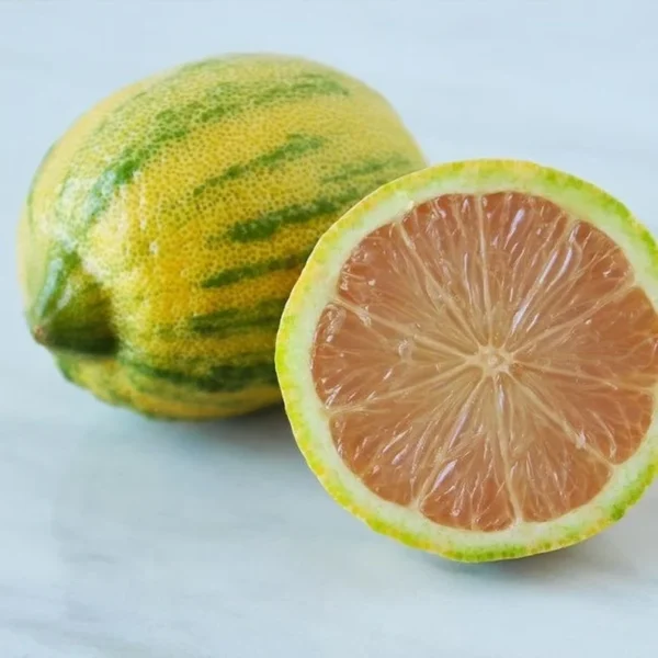 Variegated Pink Lemon Tree 2-Gallon Live Citrus Tree - 2 Feet Tall - Not Ship CA
