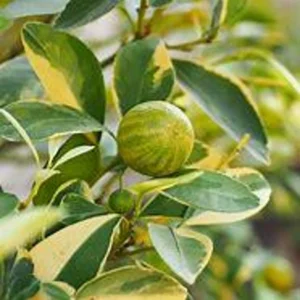 Variegated Pink Lemon Tree 2-Gallon Live Citrus Tree - 2 Feet Tall - Not Ship CA