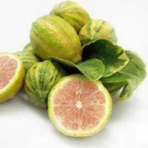 Variegated Pink Lemon Tree 2-Gallon Live Citrus Tree - 2 Feet Tall - Not Ship CA