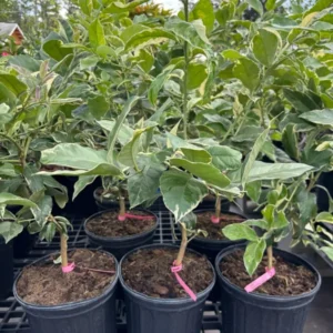 Variegated Pink Lemon Tree 2-Gallon Live Citrus Tree - 2 Feet Tall - Not Ship CA