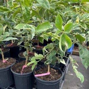 Variegated Pink Lemon Tree 2-Gallon Live Citrus Tree - 2 Feet Tall - Not Ship CA