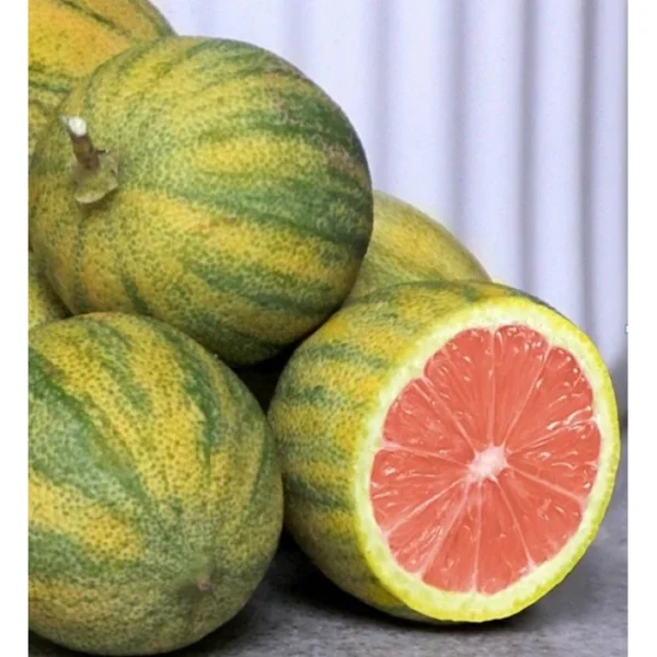 Variegated Pink Lemon Tree - 3 Gallon Fruiting Citrus Tree - Fast Shipping - Not Ship CA