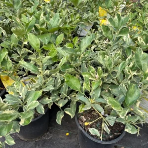 Variegated Pink Lemon Tree - 3 Gallon Fruiting Citrus Tree - Fast Shipping - Not Ship CA