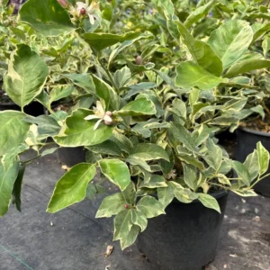 Variegated Pink Lemon Tree - 3 Gallon Fruiting Citrus Tree - Fast Shipping - Not Ship CA