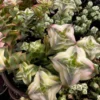 Variegated String of Buttons Trailing Succulent - 4 Inch Potted Live Plant