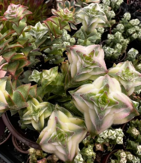 Variegated String of Buttons Trailing Succulent - 4 Inch Potted Live Plant
