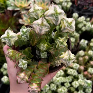 Variegated String of Buttons Trailing Succulent - 4 Inch Potted Live Plant