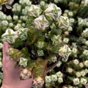 Variegated String of Buttons Trailing Succulent - 4 Inch Potted Live Plant