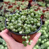 Variegated String of Pearls Trailing Succulent Plant 4 Inch Pot Hanging