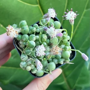 Variegated String of Pearls Trailing Succulent Plant 4 Inch Pot Hanging