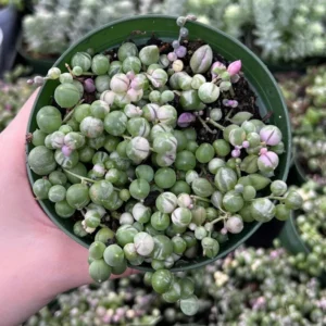 Variegated String of Pearls Trailing Succulent Plant 4 Inch Pot Hanging