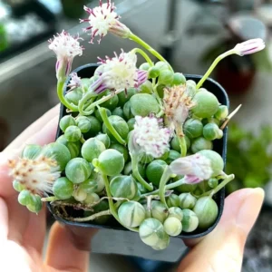 Variegated String of Pearls Trailing Succulent Plant 4 Inch Pot Hanging