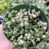 Variegated String of Pearls Trailing Succulent Plant 4 Inch Pot Hanging