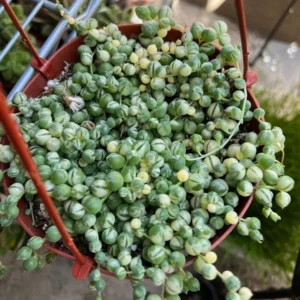 Variegated String of Pearls Trailing Succulent Plant 4 Inch Pot Hanging