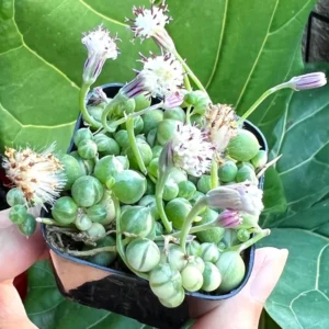 Variegated String of Pearls Trailing Succulent Plant 4 Inch Pot Hanging