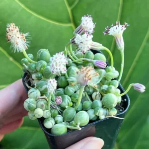 Variegated String of Pearls Trailing Succulent Plant 4 Inch Pot Hanging