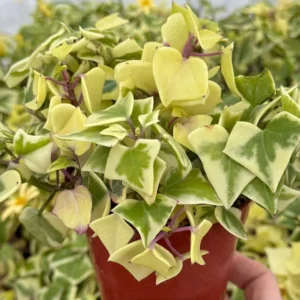 Variegated Wax Ivy Trailing Plant 4in Pot - Easy Care Indoor Vine
