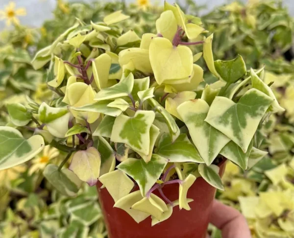 Variegated Wax Ivy Trailing Plant 4in Pot - Easy Care Indoor Vine