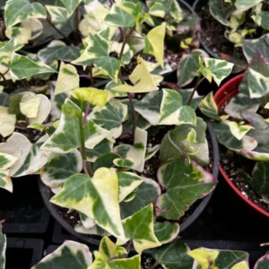 Variegated Wax Ivy Trailing Plant 4in Pot - Easy Care Indoor Vine