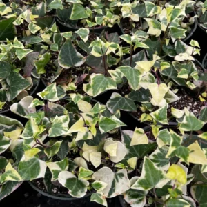 Variegated Wax Ivy Trailing Plant 4in Pot - Easy Care Indoor Vine