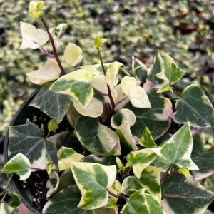 Variegated Wax Ivy Trailing Plant 4in Pot - Easy Care Indoor Vine