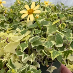 Variegated Wax Ivy Trailing Plant 4in Pot - Easy Care Indoor Vine