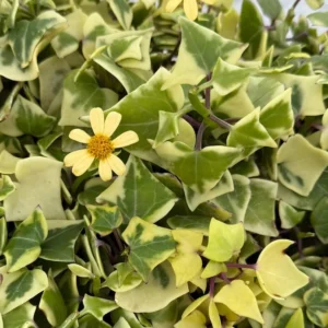 Variegated Wax Ivy Trailing Plant 4in Pot - Easy Care Indoor Vine