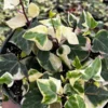 Variegated Wax Ivy Trailing Plant 4in Pot - Easy Care Indoor Vine
