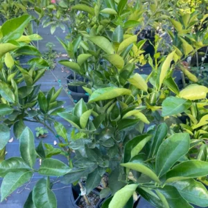 Vernia Orange Tree - Live Grafted - 2 to 3 Ft Tall - Potted Orange Tree - Not Ship CA