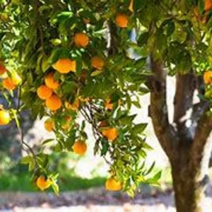 Vernia Orange Tree - Live Grafted - 2 to 3 Ft Tall - Potted Orange Tree - Not Ship CA