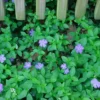 Vinca Minor Vine Plant - Graveyard Vine - 6-12 Inch Tall Qt Pot Evergreen Groundcover