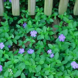 Vinca Minor Vine Plant - Graveyard Vine - 6-12 Inch Tall Qt Pot Evergreen Groundcover