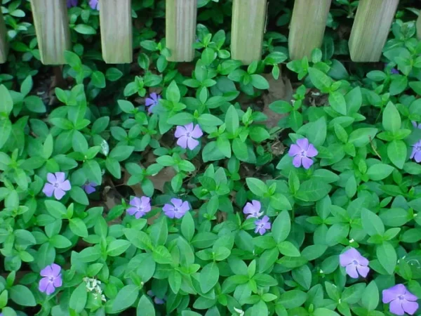 Vinca Minor Vine Plant - Graveyard Vine - 6-12 Inch Tall Qt Pot Evergreen Groundcover