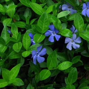 Vinca Minor Vine Plant - Graveyard Vine - 6-12 Inch Tall Qt Pot Evergreen Groundcover