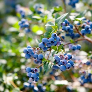 Fruit Garden Collection - Raspberry, Blackberry, Blueberry, Strawberry Plants