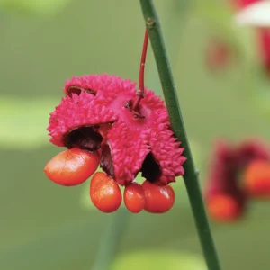 Strawberry Bush Euonymus americanus - Deciduous Shrub - Bare Root Plant