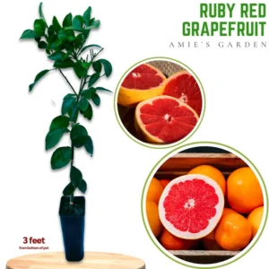 Ruby Red Grapefruit Tree - Live Plant 2+ Feet - Ships with Soil and Pot - Not Ship CA
