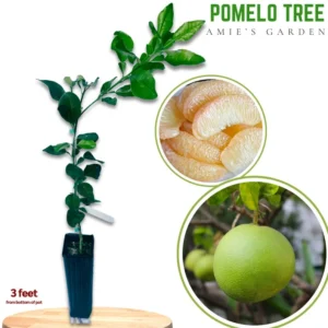 Pomelo Tree - Grafted Citrus Tree 1 Feet Tall - Not Ship CA