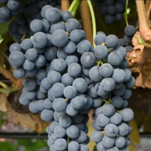 Tempranillo Grape Vine - Bare Root Live Plant - Red Wine Variety - Buy 4 Get 1 Free