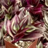 Wandering Jew Tradescantia Zebrina Inch Plant 2'' Purple Live Houseplant