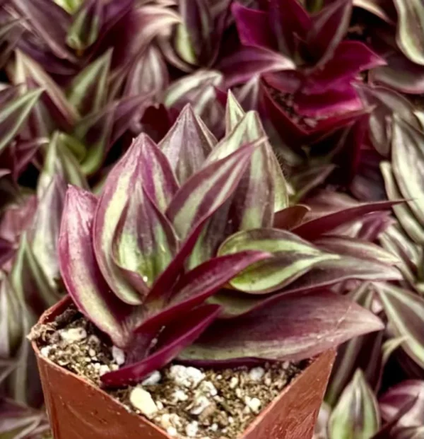 Wandering Jew Tradescantia Zebrina Inch Plant 2'' Purple Live Houseplant