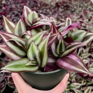 Wandering Jew Tradescantia Zebrina Inch Plant 2'' Purple Live Houseplant