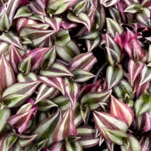Wandering Jew Tradescantia Zebrina Inch Plant 2'' Purple Live Houseplant