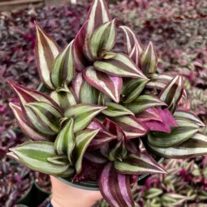 Wandering Jew Tradescantia Zebrina Inch Plant 2'' Purple Live Houseplant