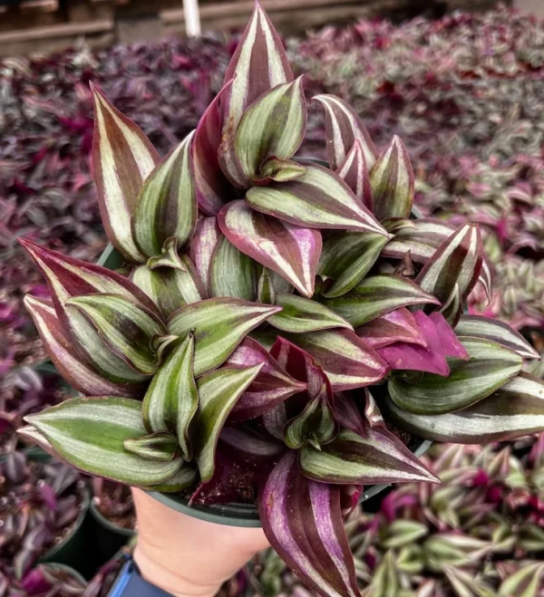 Wandering Jew Tradescantia Zebrina Inch Plant 2'' Purple Live Houseplant